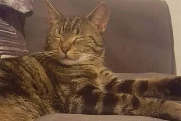 Кот притащил домой наркотики
