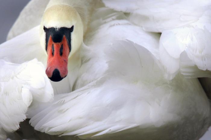 Лебедь убил собаку на глазах у хозяина