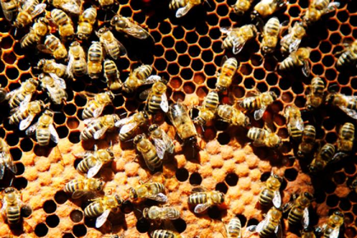Массовую гибель российских пчел увязали с потерями урожая и ростом цен на еду