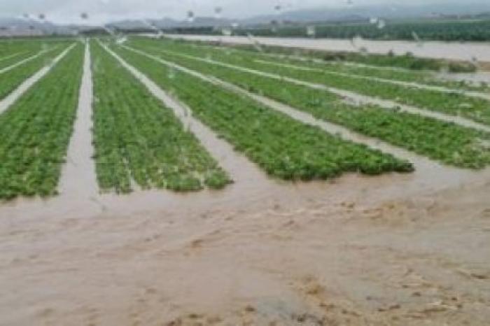 Министерство сельского хозяйства не завершило оценку ущерба, причиненного ливнями с градом