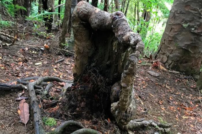 Найден гигантский сверхорганизм с деревом-зомби