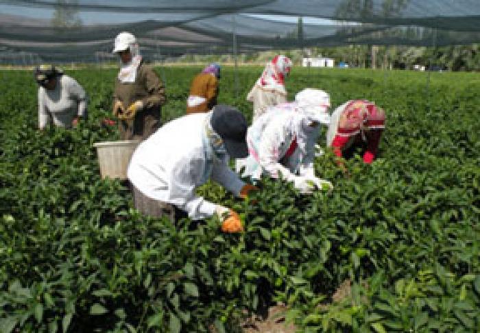 ÎN PRIMUL SEMESTRU, PRODUCŢIA AGRICOLĂ ÎN MOLDOVA S-A REDUS CU 4,2%