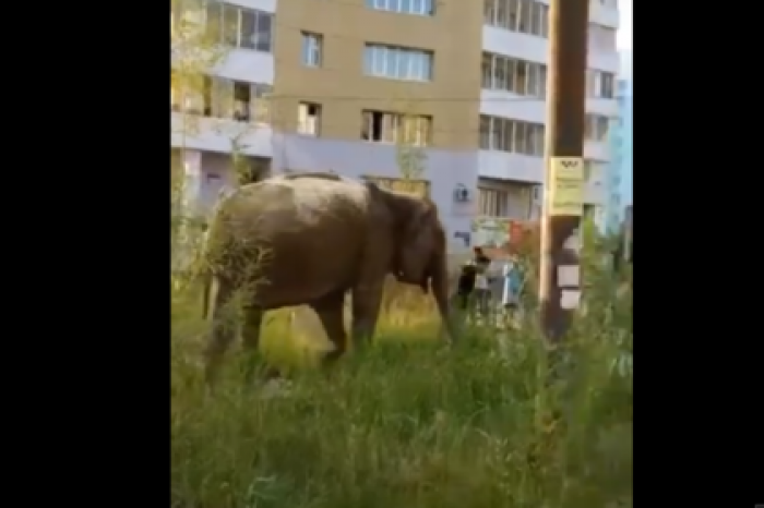 Прогуливающихся по российскому городу слонов сняли на видео