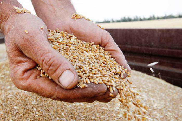 Россия поставила КНДР пшеницу