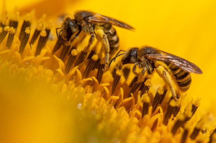 Россия потеряет триллион рублей из-за пчел