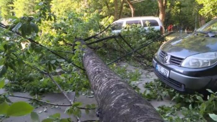 Рухнувшее дерево повредило два автомобиля в столице