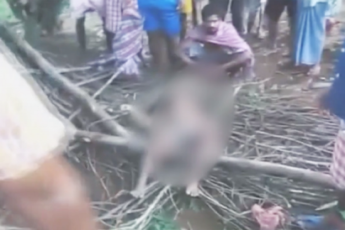 Слон хоботом вытащил девочку из постели и затоптал до смерти