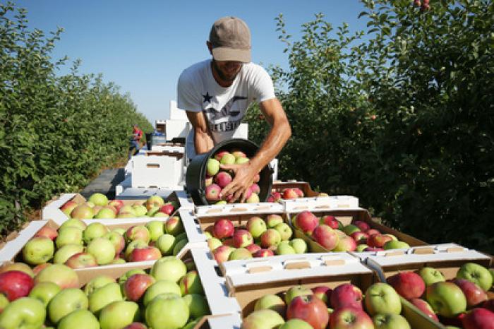 Ученые нашли способ правильно грызть яблоки
