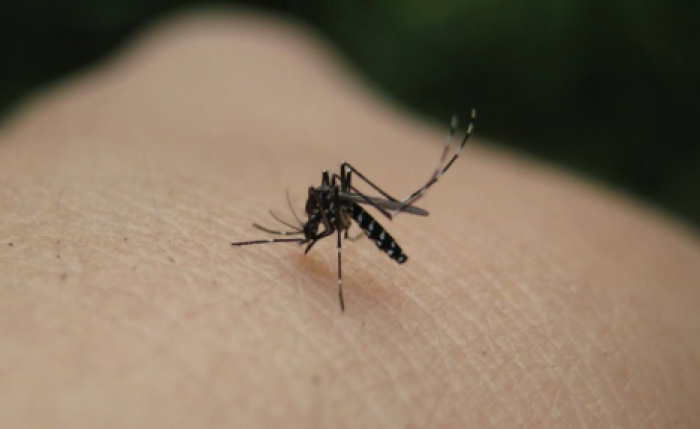 Ученые в Китае почти полностью уничтожили самого опасного в мире комара