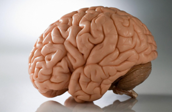 Ученые выяснили, как можно замедлить старение мозга