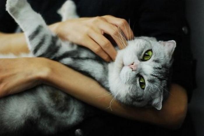 Ученые заявили о склонности любителей кошек к шизофрении