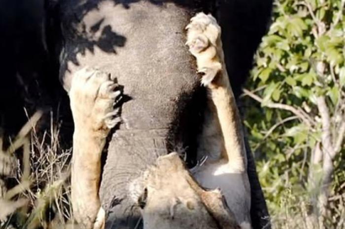Удачливый слон отбился от голодной львицы и попал на видео
