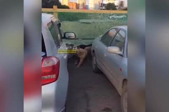 Уличные псы разобрали машину россиянина в поисках кота