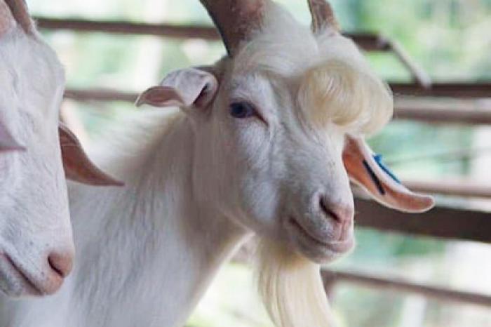 Улыбающийся козел с внешностью поп-звезды покорил пользователей сети