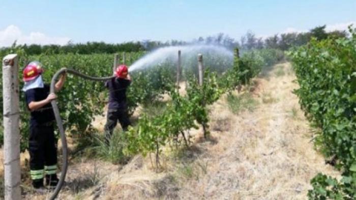 В Грузии загорелись виноградники