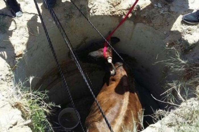 В Каушанах спасатели вытащили из колодца 450-килограммового быка