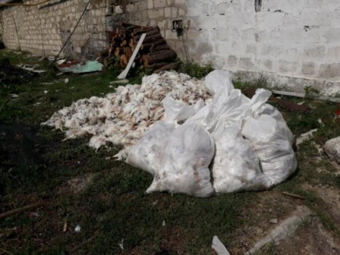 В Комрате в результате шквалистого ветра и ливневого дождя погибло 19 тысяч цыплят