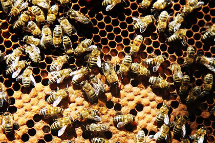 Власти отреагировали на потерю триллиона рублей из-за пчел