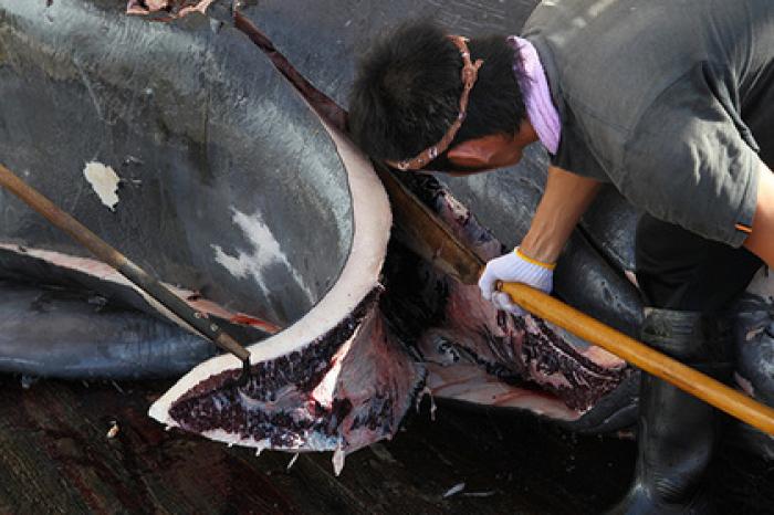 В Японии спустя почти 40 лет разрешили охоту на китов