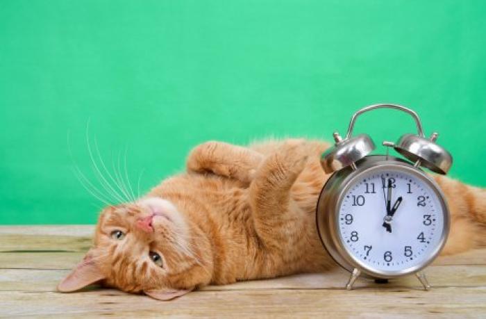 Жительница Бразилии часто опаздывала на работу из-за своего кота