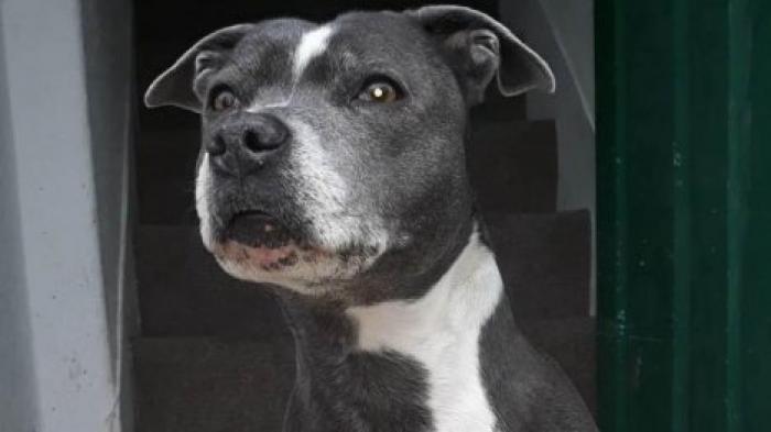 Две британки обнаружили рак благодаря своим собакам