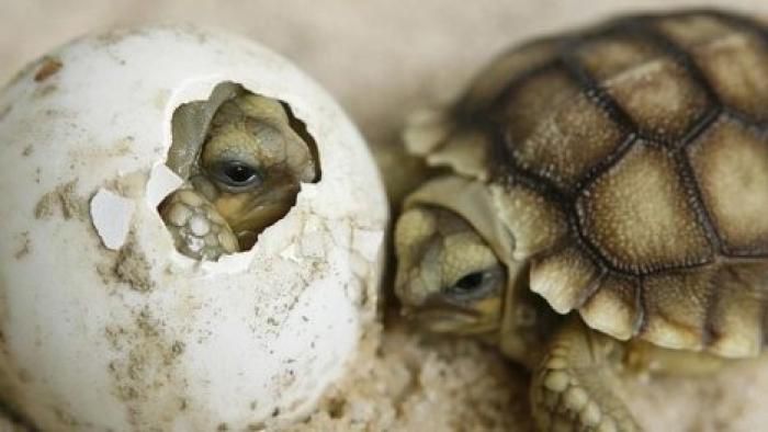 Эмбрионы черепах могут самостоятельно выбирать свой пол