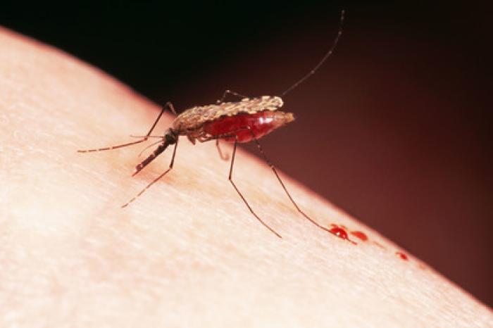 Комары принесли в Россию смертельные тропические лихорадки
