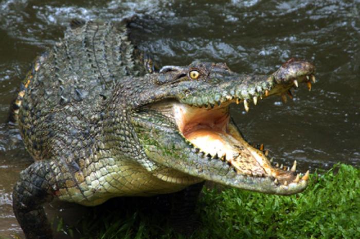 Кровожадный крокодил стянул мальчика с лодки и проглотил его