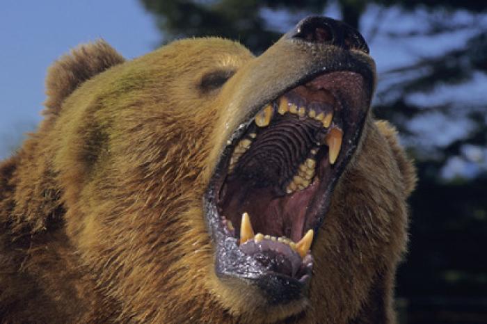 Медведь загрыз композитора в Канаде