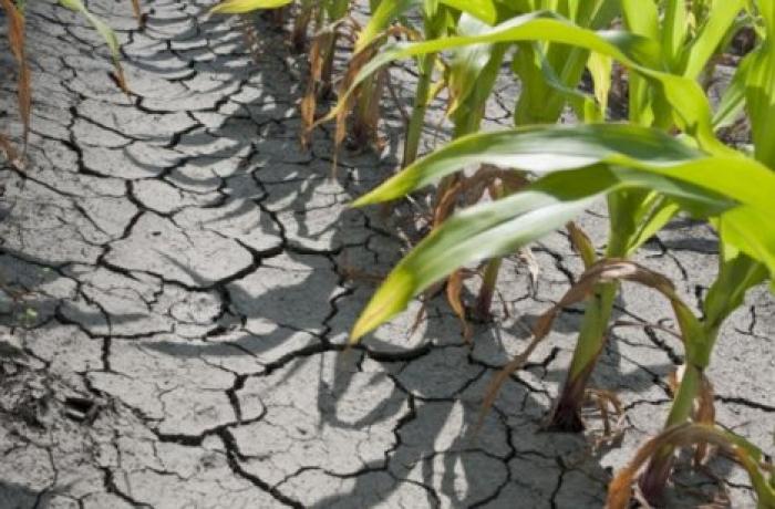 Молдавские фермеры подсчитывают убытки из-за засухи