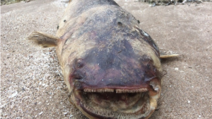 Монстр с зубами: на берег Волги выбросило огромную рыбу