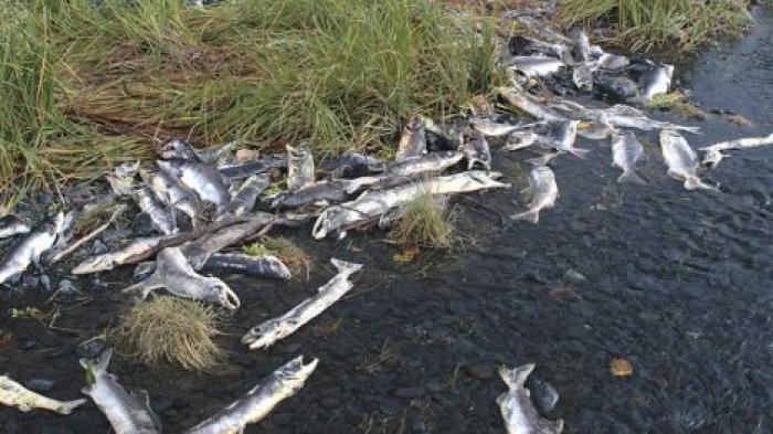 На Аляске из-за жары гибнет лосось
