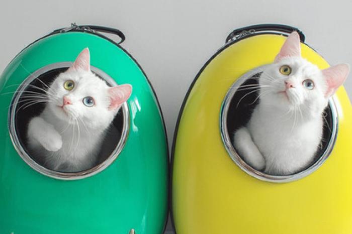 Необычные кошки из России обрели популярность за рубежом