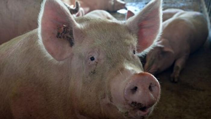 Новая вспышка АЧС: на ферме в Кагульском районе забьют более 60 свиней