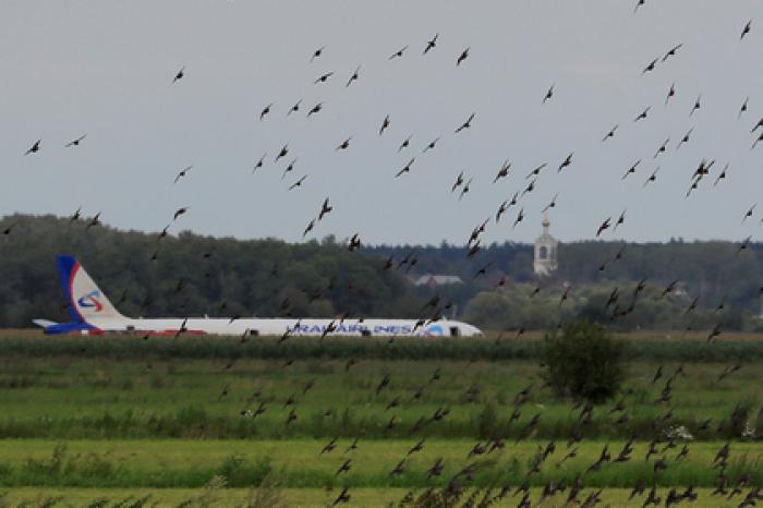 Посадка Airbus в кукурузное поле войдет в учебники для пилотов