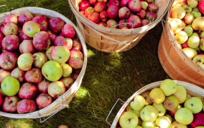 Садоводы приступили к сбору летних сортов яблок