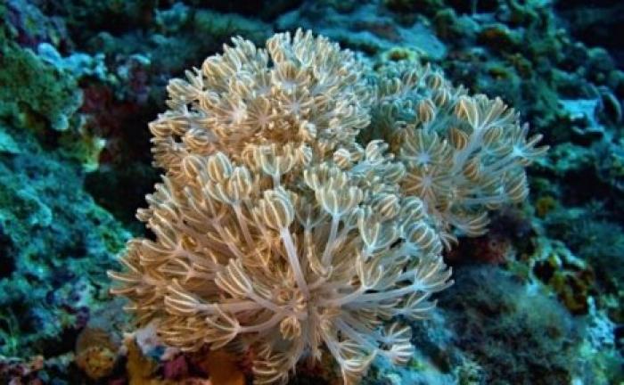 Супруги отравились опасным ядом во время чистки коралла в аквариуме