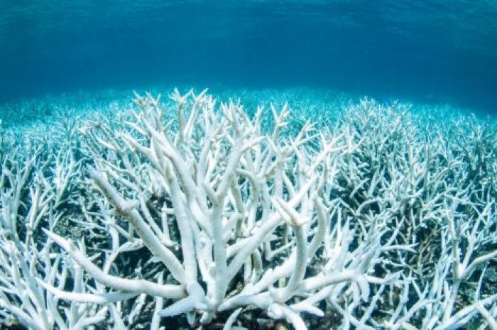 Ученые бьют тревогу о будущем большого кораллового рифа