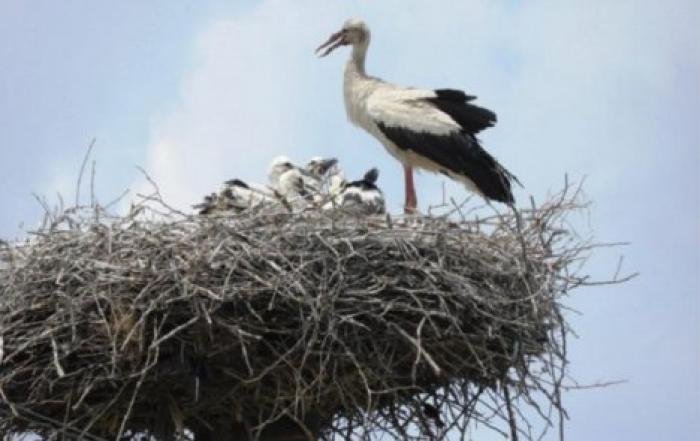 В Хынчештском районе обнаружили старейшее в Молдове гнездо аистов