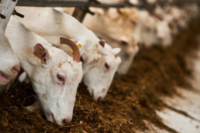 Власти Подмосковья отчитались о заготовке кормов для животных