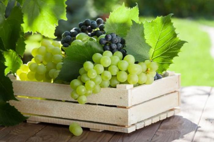 В Молдове в этом году ожидается рекордный урожай винограда
