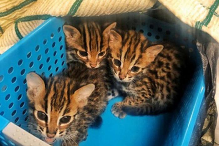 Во Внуково у пассажира изъяли контрабандных котят