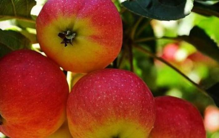 Яблочный спас: традиции и запреты на праздник