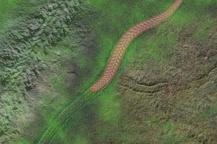 «Марш смерти» древнего червя помог ученым раскрыть тайну эволюции
