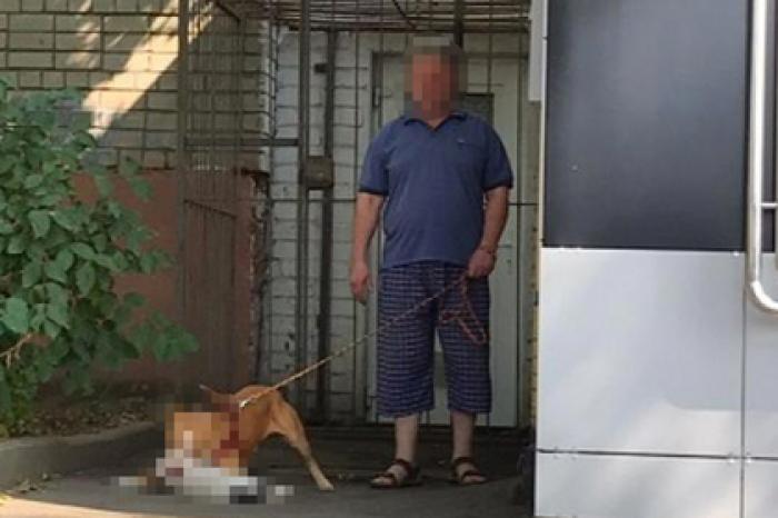 Россиянин натравил питбуля на кошку с улицы и попал на видео