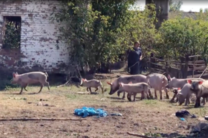 Сотни одичавших свиней уничтожили огороды на Украине