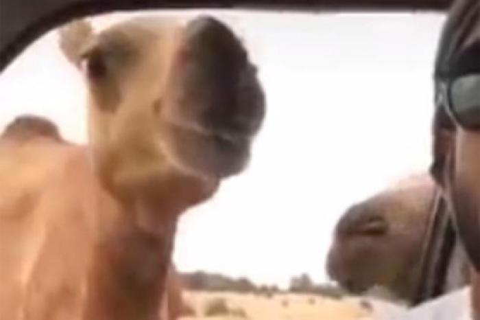 Два верблюда атаковали ведущего и заставили его громко кричать