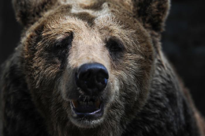 Голодный медведь растерзал огромного пса на глазах у россиянки