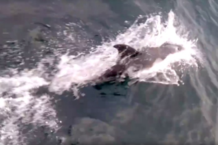 Гонки дельфинов с катером в Заполярье попали на видео