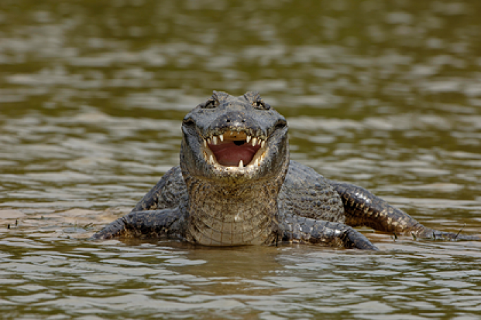 Крокодил съел купавшегося в озере мальчика на глазах у приятелей